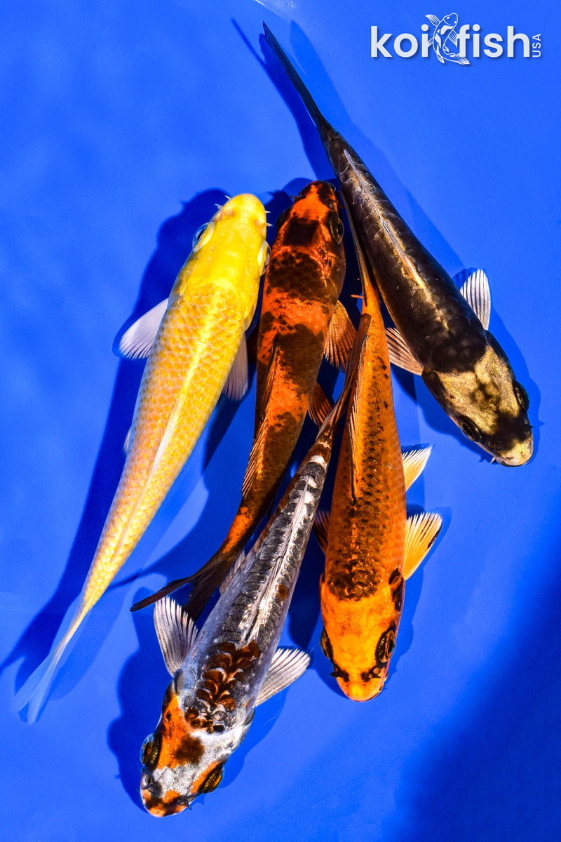 PACK OF (5) 4-5" STANDARD KOI