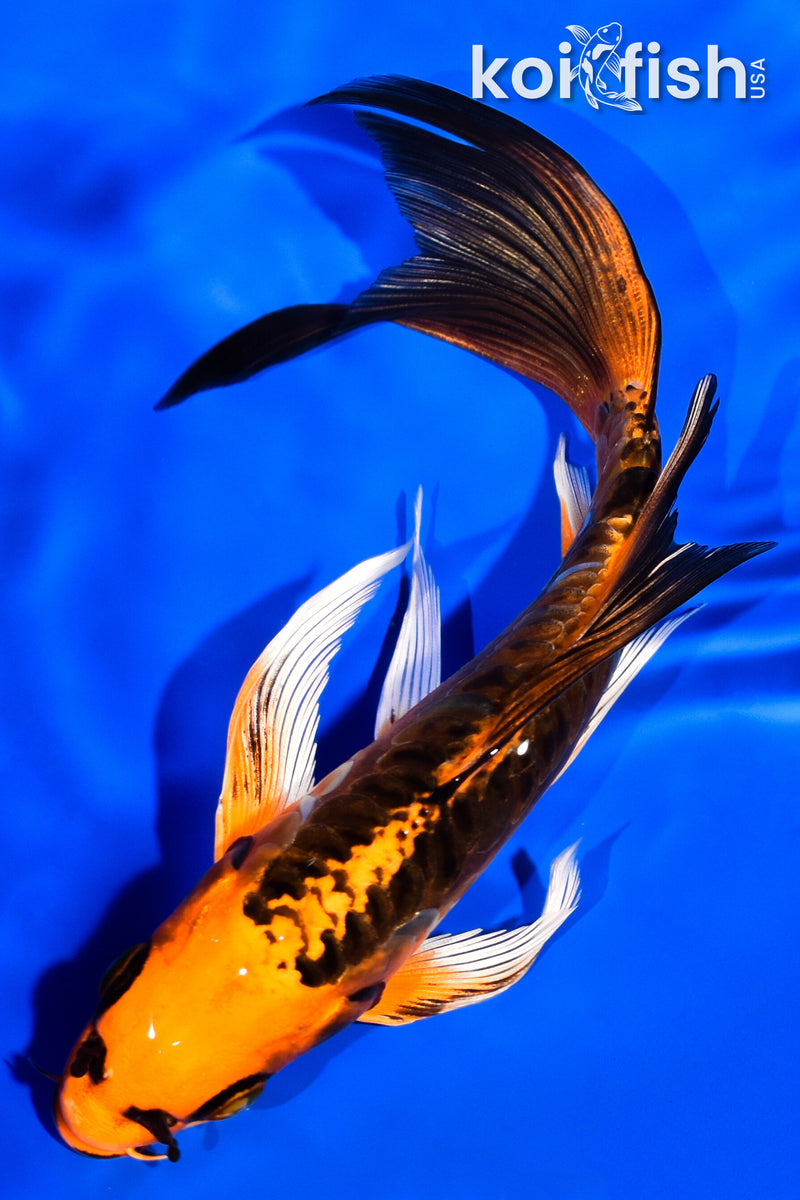 6.75" DOITSU ORENJI MATSUBA BUTTERFLY