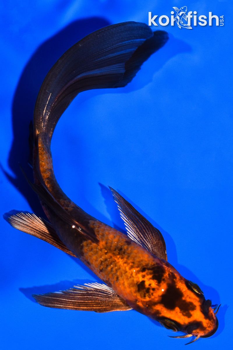 4.75" KIN HI UTSURI BUTTERFLY