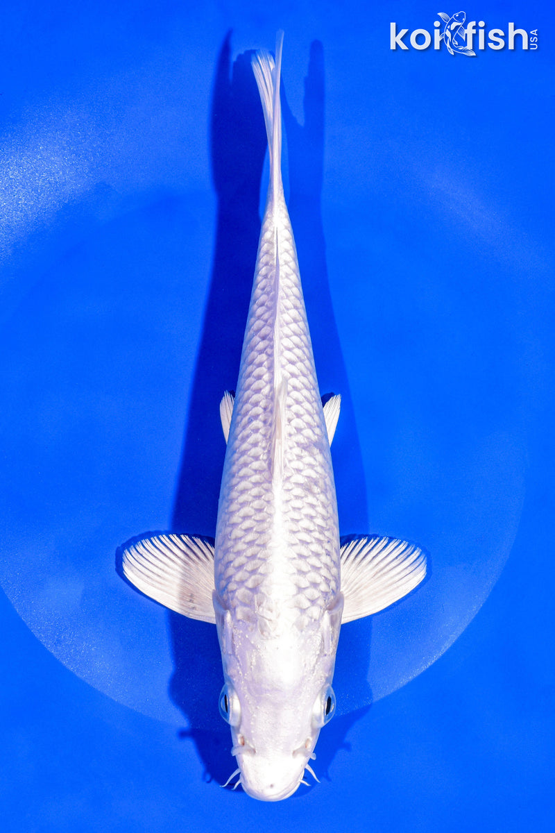 8.75" PLATINUM OGON