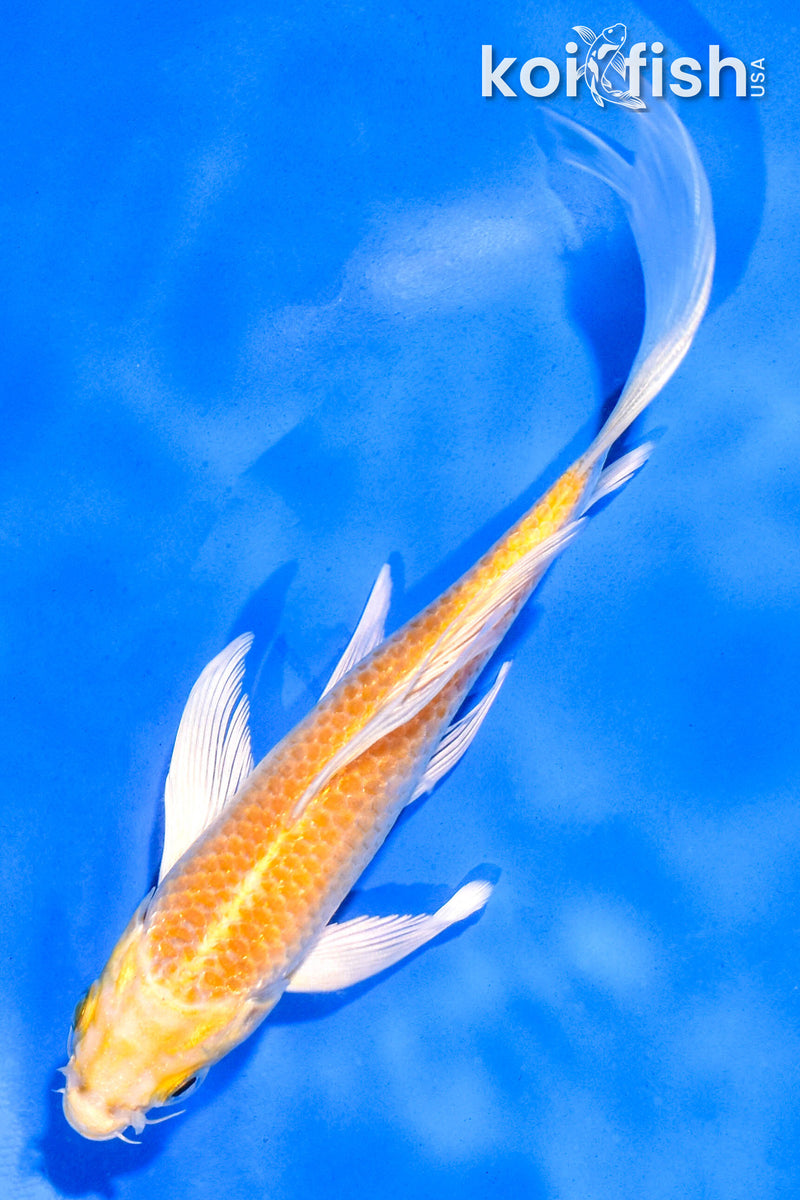 5.5" YAMABUKI OGON BUTTERFLY