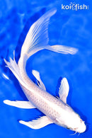 8" PLATINUM OGON BUTTERFLY