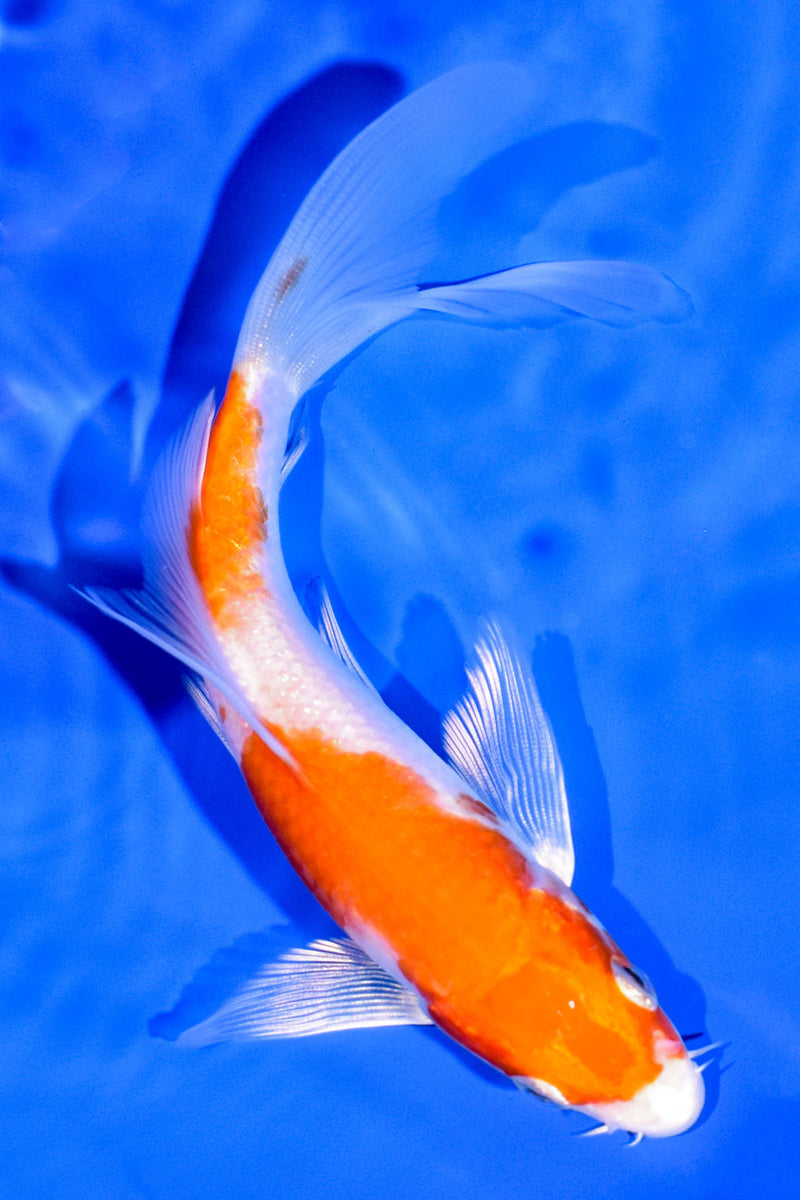 5.75" HARIWAKE BUTTERFLY