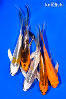 PACK OF (5) 5-6" BUTTERFLY KOI