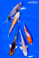 PACK OF (5) 3"- 4" STANDARD KOI