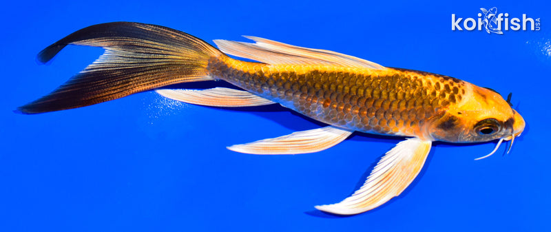 5.75" ORENJI MATSUBA BUTTERFLY