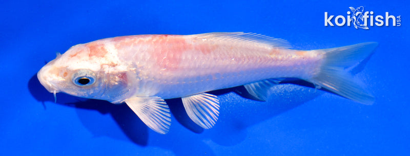 5" HARIWAKE