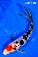 7.25" SANKE BUTTERFLY