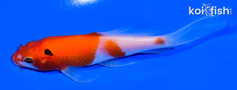 4.5" KOHAKU BUTTTERFLY