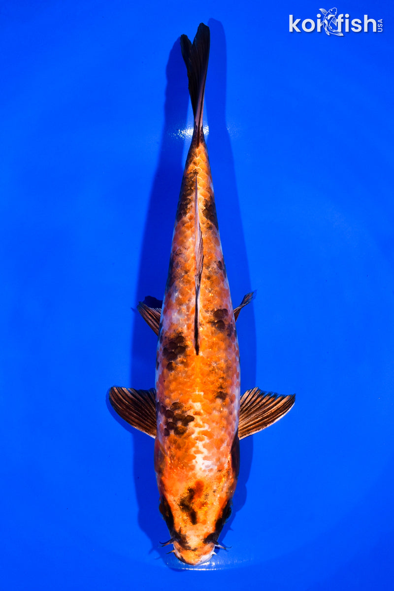 7.5" KIN HI SHOWA