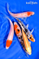 PACK OF (5) 3-4.5" STANDARD KOI