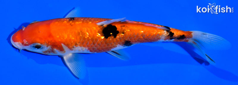 6.5" GINRIN AKA SANKE
