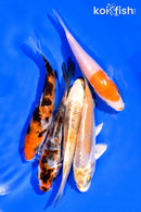 PACK OF (5) 3-4" MIXED STANDARD KOI
