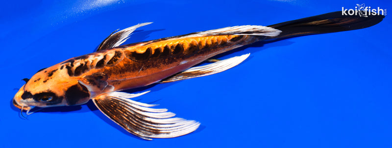 13" BENI KIKOKURYU BUTTERFLY