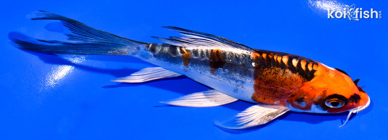 5.75" BENI KIKOKURYU BUTTERFLY
