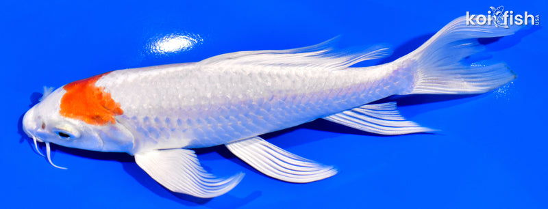 6.5" HARIWAKE BUTTERFLY