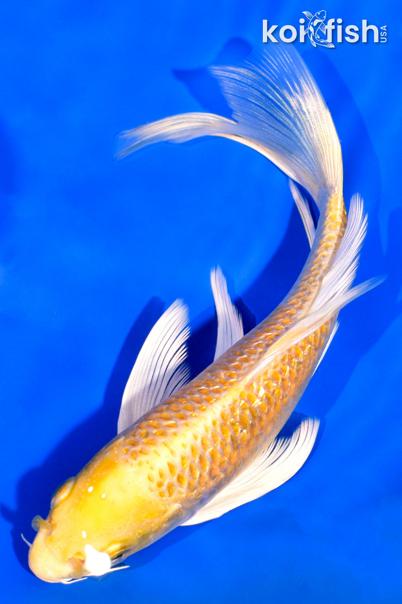 7" GINRIN YAMABUKI OGON BUTTERFLY