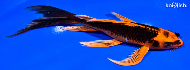 8.25" ORENJI MATSUBA BUTTERFLY