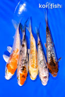 PACK OF (5) 3-4" MIXED GINRIN STANDARD KOI