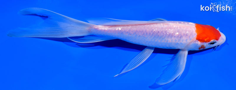 7" GINRIN TANCHO KOHAKU BUTTERFLY