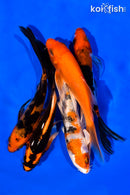 PACK OF (5) 5-6" BUTTERFLY KOI