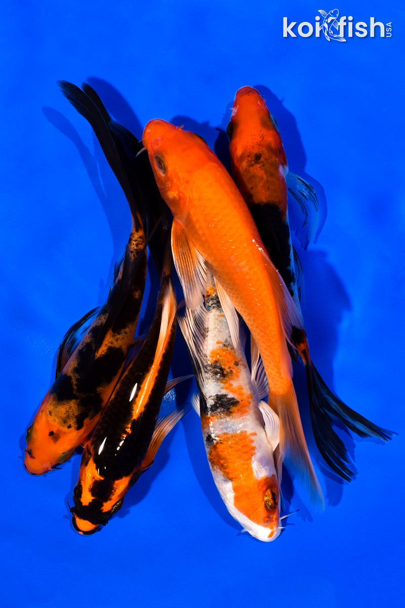 PACK OF (5) 5-6" BUTTERFLY KOI