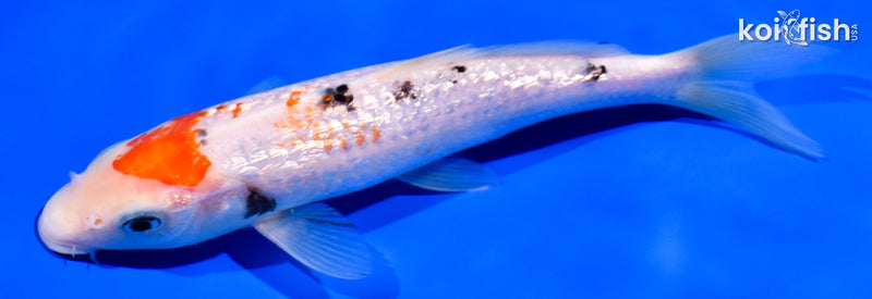 7.25" GINRIN SANKE