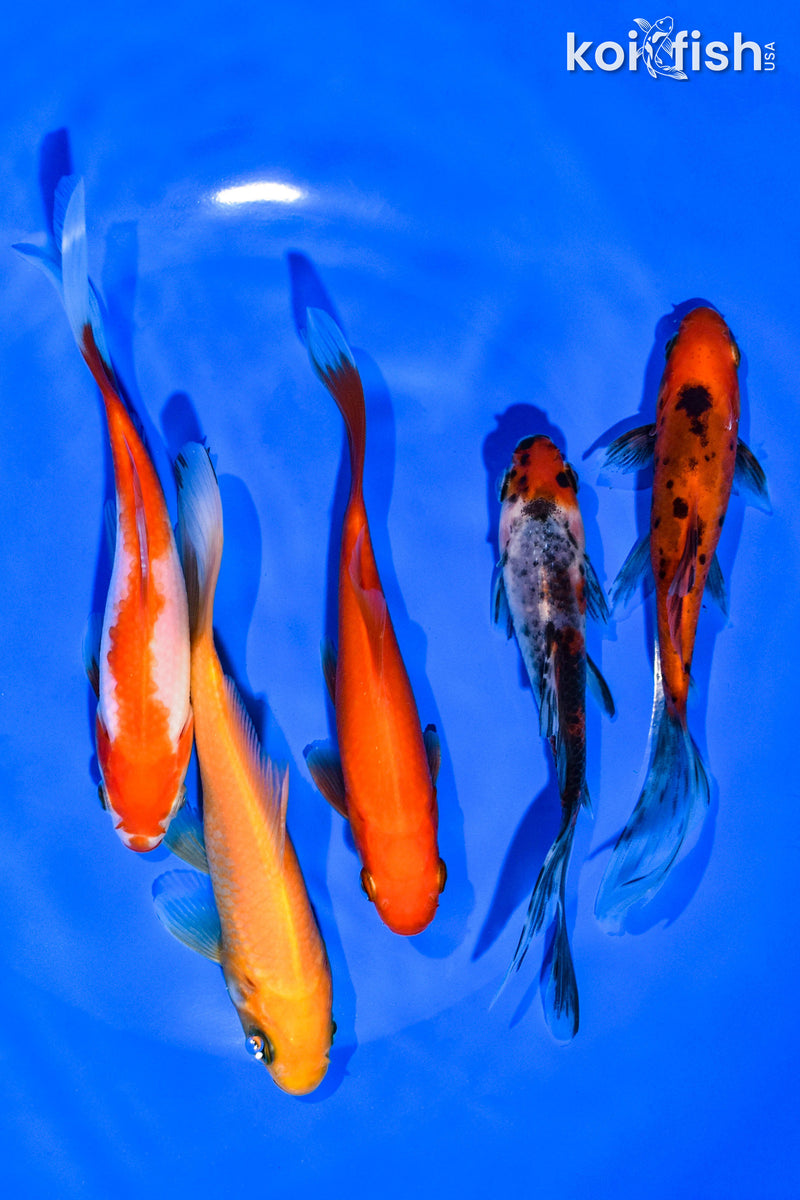 (5) 4-5" ASSORTED GOLDFISH