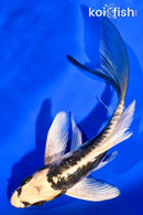 5.75' ARAGOKE KIN KIKOKURYU BUTTERFLY