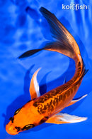 7" ARAGOKE ORENJI MATSUBA BUTTERFLY