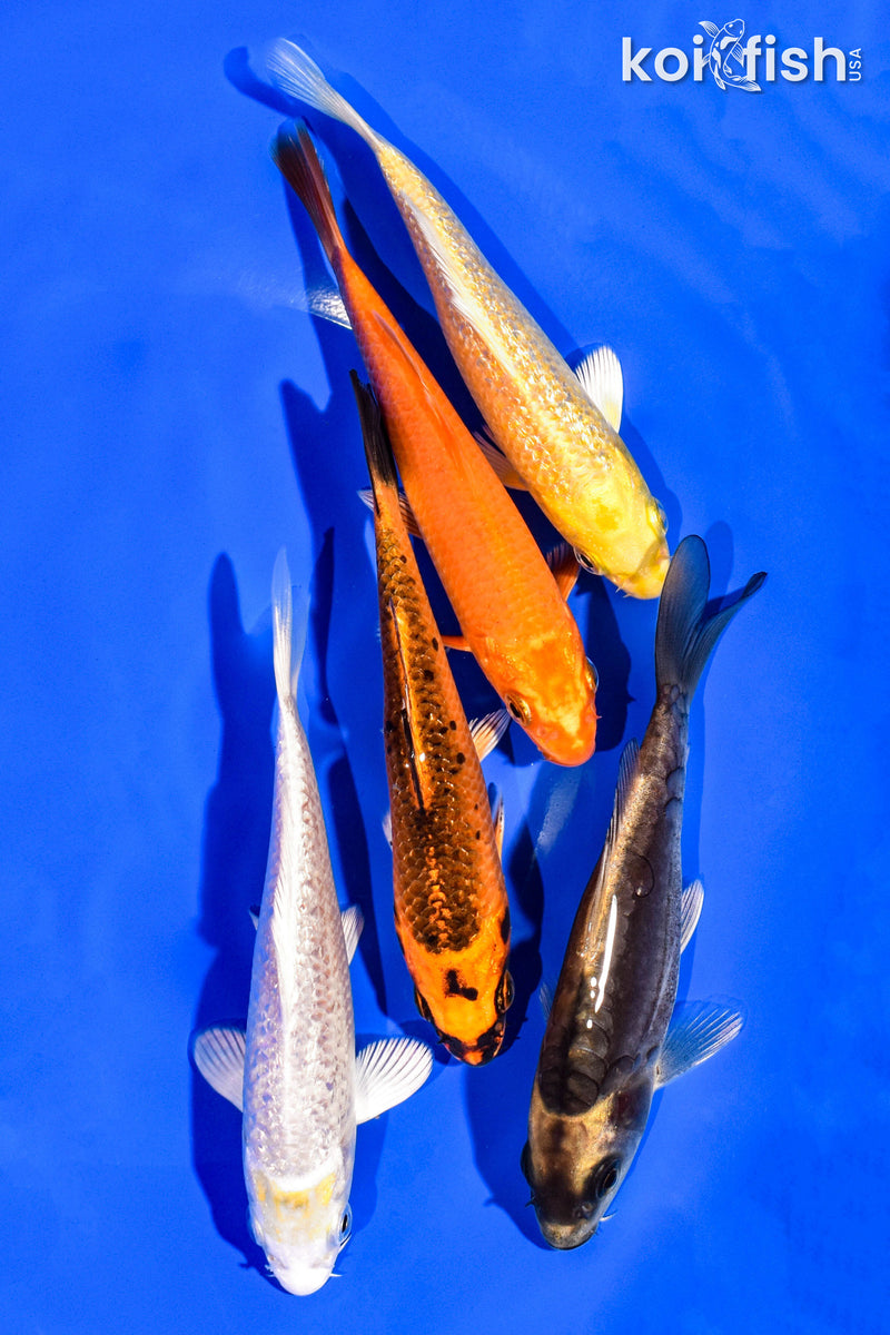 PACK OF (5) 4-5" STANDARD KOI