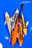 PACK OF (5) 5-6" BUTTERFLY KOI