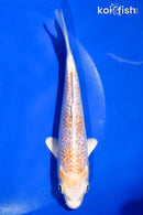 5.5" GINRIN LEMON HARIWAKE