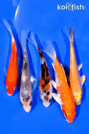 PACK OF (5) 3-4" MIXED STANDARD KOI
