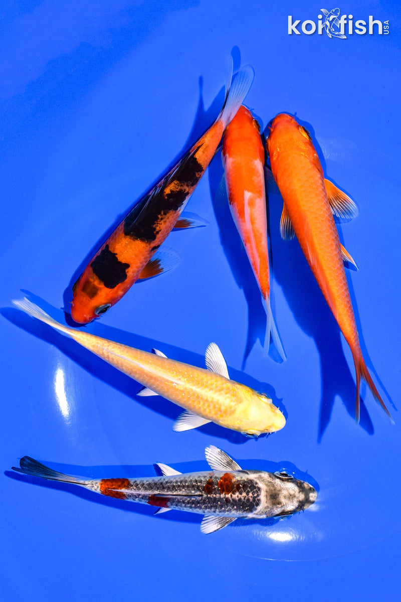 PACK OF (5) 4-5" STANDARD KOI