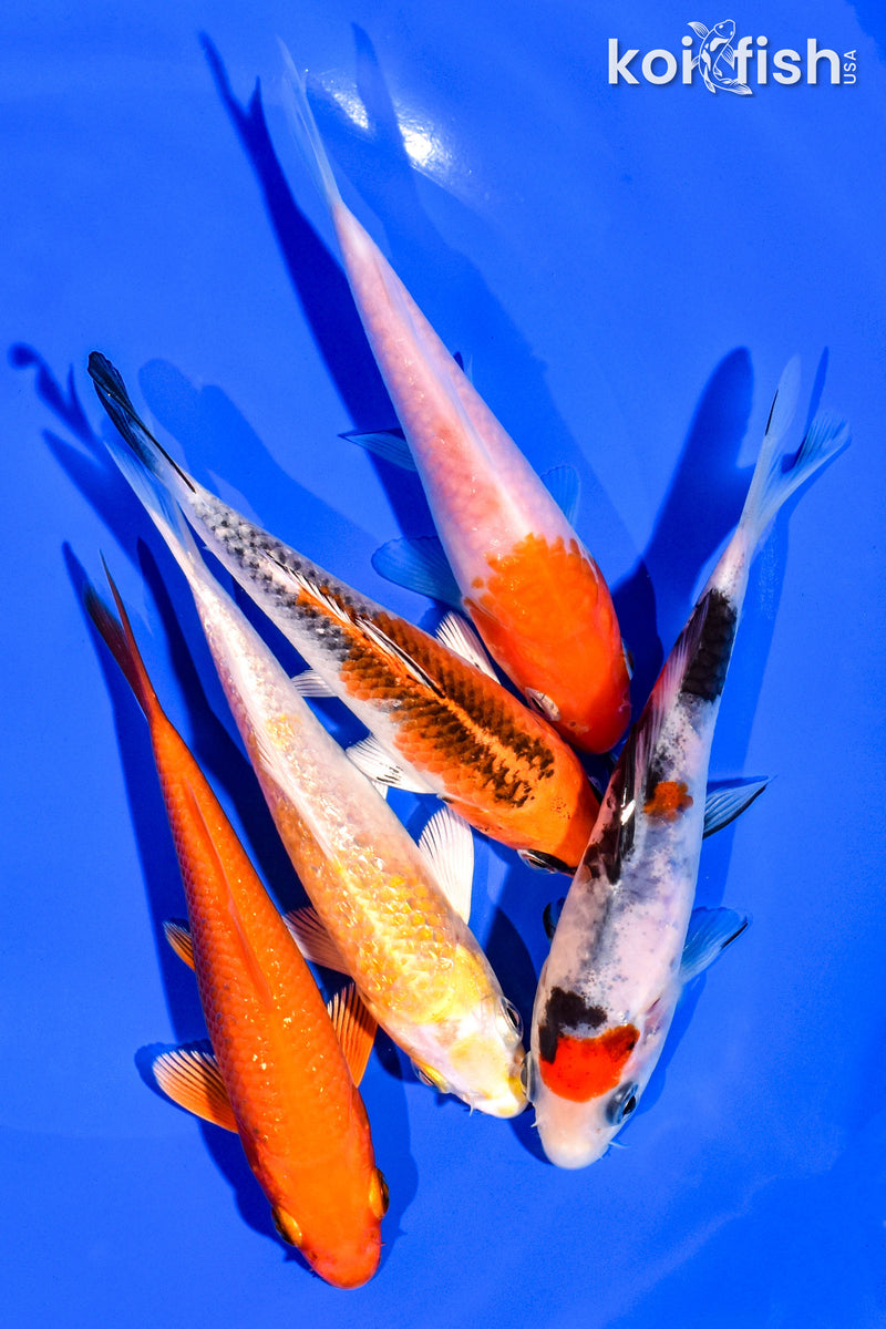 PACK OF (5) 4-5" STANDARD KOI