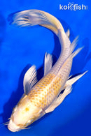 7.5" LEMON HARIWAKE BUTTERFLY