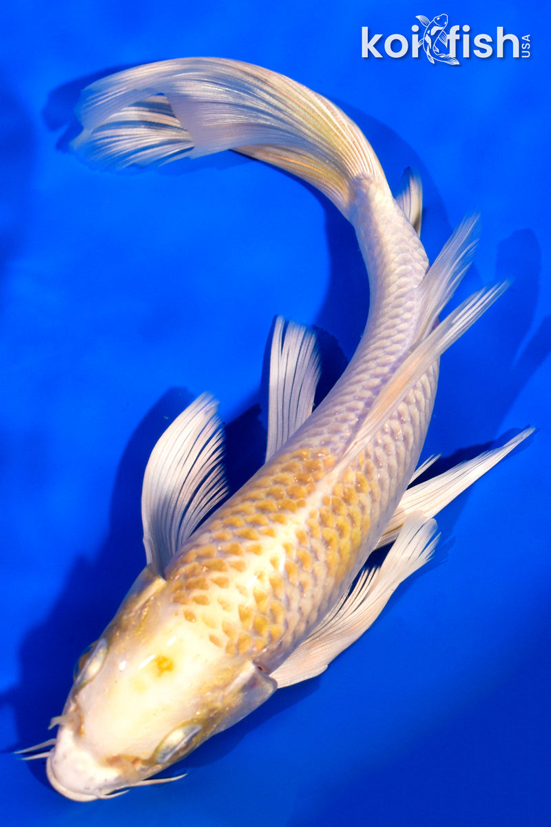 7.5" LEMON HARIWAKE BUTTERFLY