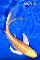 7.25" GINRIN HARIWAKE BUTTERFLY