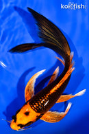 7.5" ORENJI MATSUBA BUTTERFLY