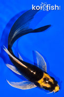 4.25" KABUTO BUTTERFLY