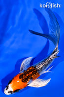 5.25" GINRIN BENI GINGA BUTTERFLY