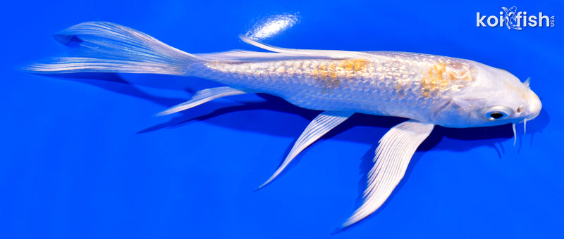 5.5' GINRIN HARIWAKE BUTTERFLY