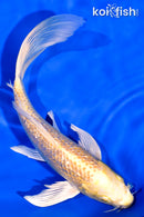 7.5" GINRIN YAMABUKI OGON BUTTERFLY