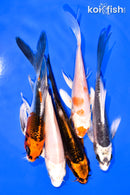 PACK OF (5) 5-6" BUTTERFLY KOI