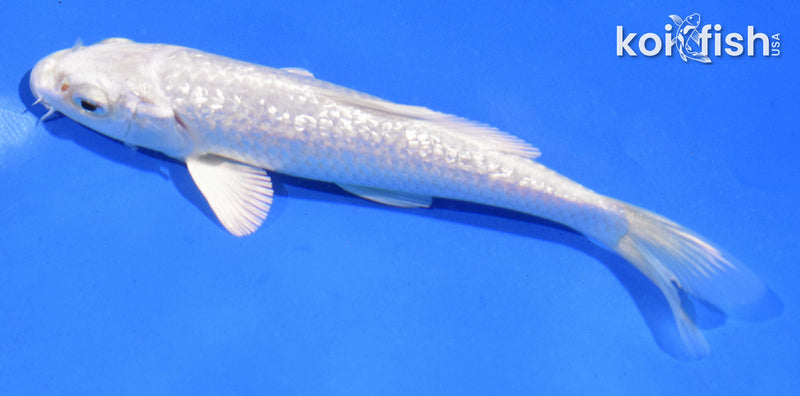 5.5" GINRIN PLATINUM OGON