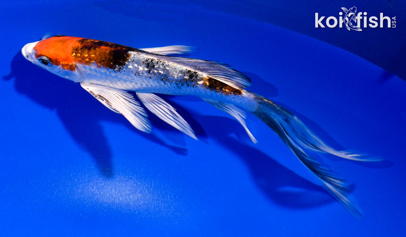 5.5" GINRIN YAMATO NISHIKI BUTTERFLY