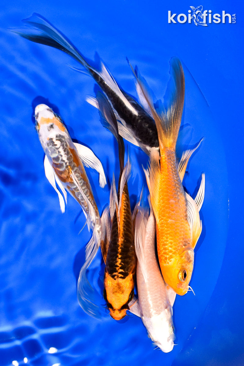 PACK OF (5) 5-6" BUTTERFLY KOI