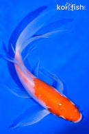 6" KOHAKU BUTTERFLY