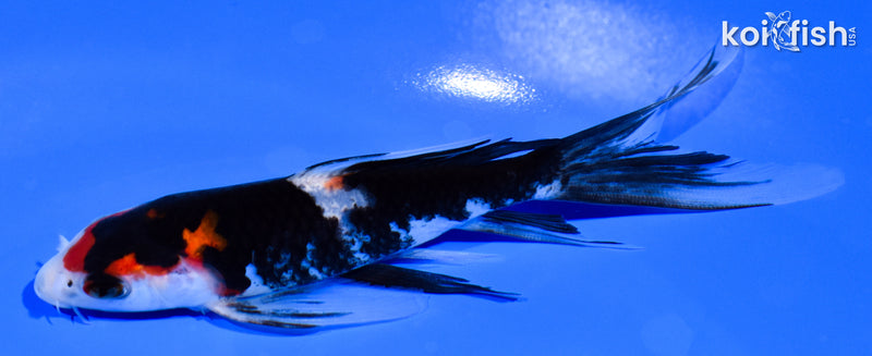 5.25" SANKE BUTTERFLY